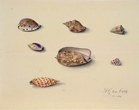 AA 042
<br/>
Zeven slakkenhuizen
<br/>
<em>Cate, Hendrik Gerrit ten (1803-1856)</em>